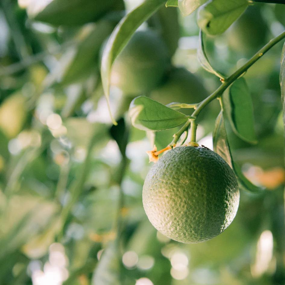 St Eval Grapefruit and Lime Reed Diffuser Image of Limes