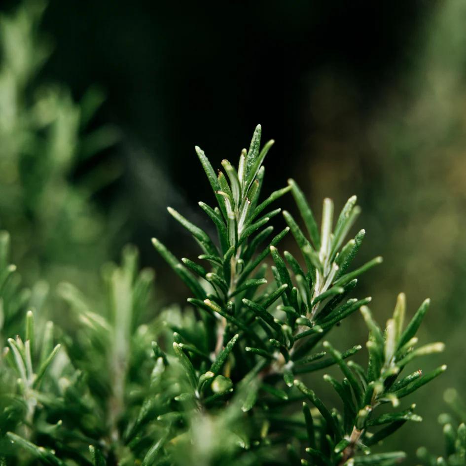 St Eval Bay and Rosemary Fragrance