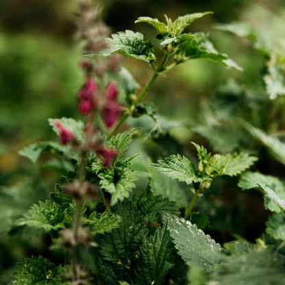 St Eval Bergamot and Nettle 