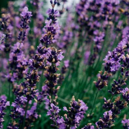 Lavender Fields Diffuser Refill Bottle