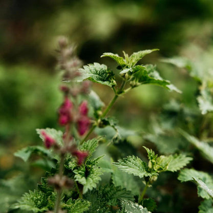 Bergamot & Nettle Scented Pillar by St Eval