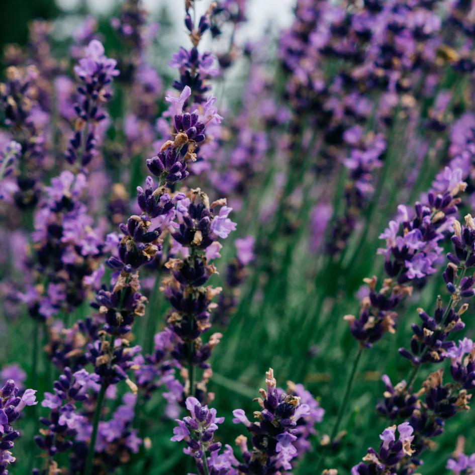 Lavender Fields Scented Pillar by St Eval