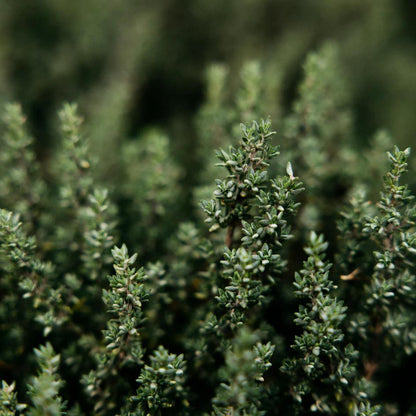 St Eval Thyme & Mint Scented Pillar