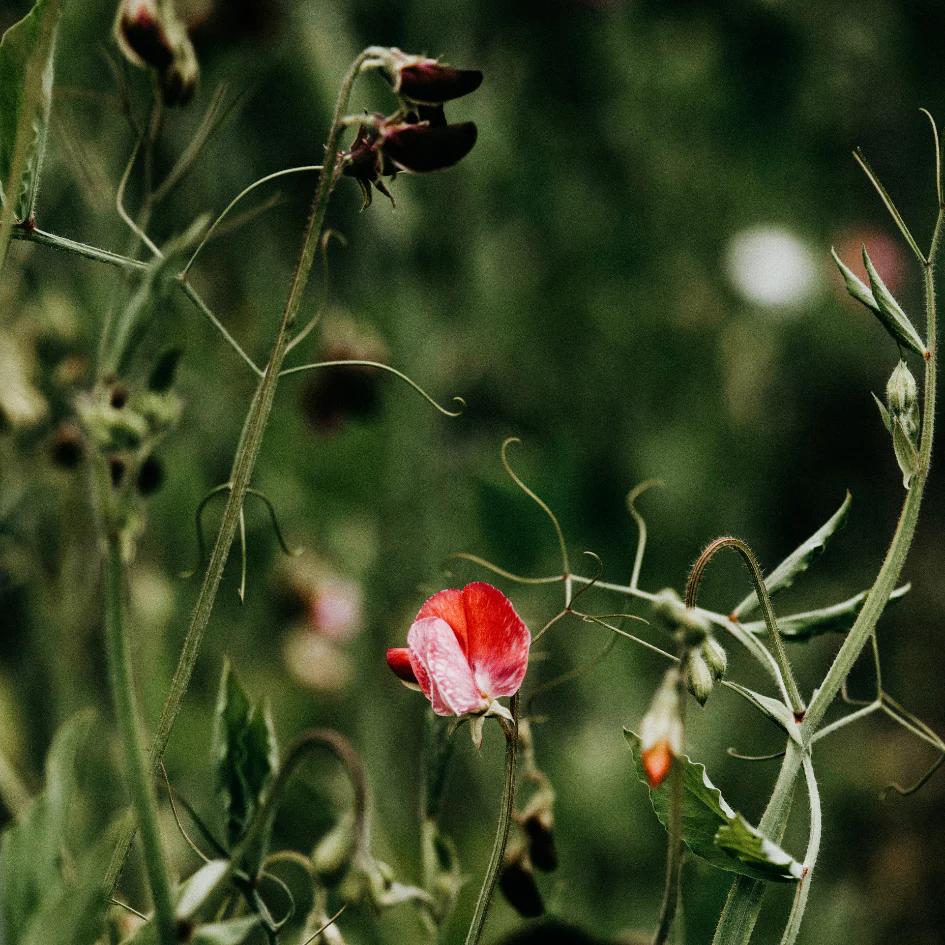 Sweet Pea Reed Diffuser by St Eval