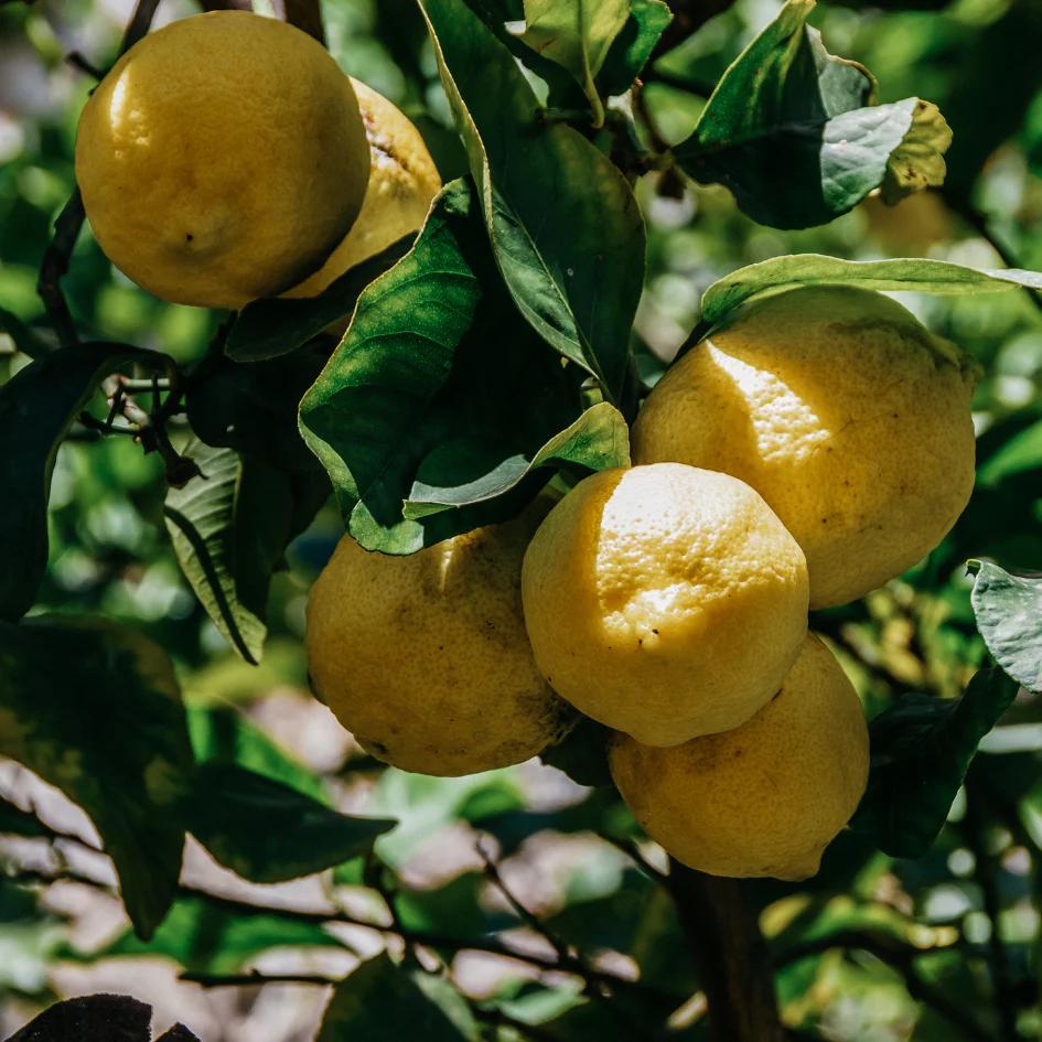 Lemons - the smell of St Eval Citronella Scented Tin Candle