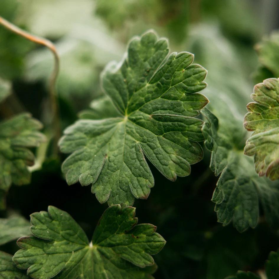 St Eval Geranium Leaf Scented Tin Candle