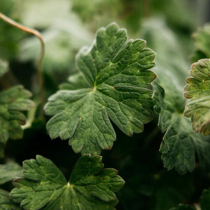 St Eval Geranium Leaf Scented Tin Candle