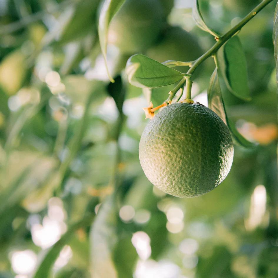 St Eval Grapefruit & Lime Scented Tin Candle - Limes