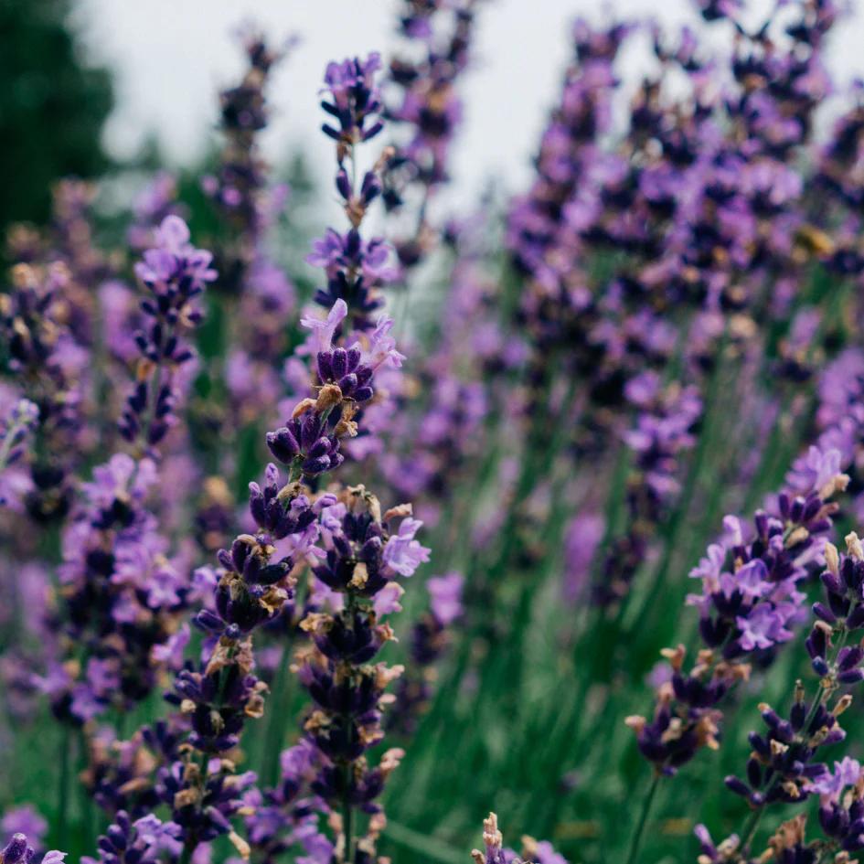 Lavender Fields Scented Tin Candle by St Eval