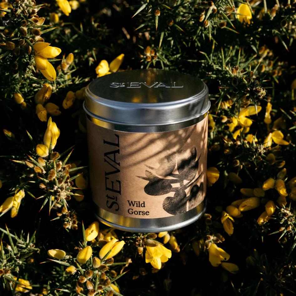 St Eval Wild Gorse Scented Tin Candle