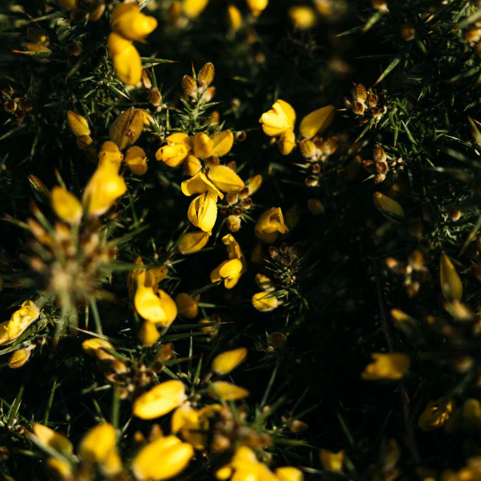 St Eval Wild Gorse Scented Tin Candle - wild gorse